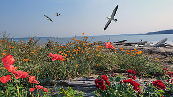 Beach and Flowers, island, birds, wild flowers, roses, firefox persona, washington, bay, beach, poppies, driftwood, log HD wallpaper