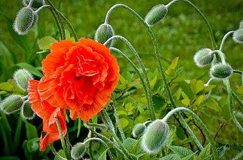 Flowers, Bloom, Flowering, Greens, Poppy, Boxes HD wallpaper