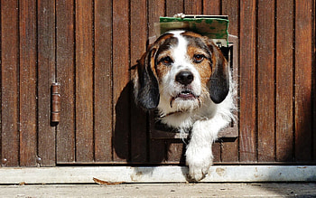 Animals, To Lie Down, Lie, Dog, Muzzle, Ears, Peek Out, Look Out HD wallpaper