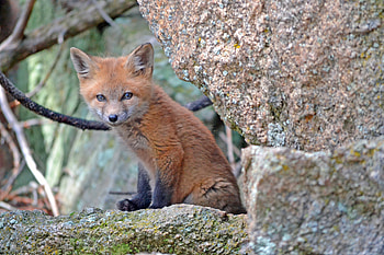 Animals, Stones, Fox, Sit, Young, Moss, Kid, Tot, Joey HD wallpaper