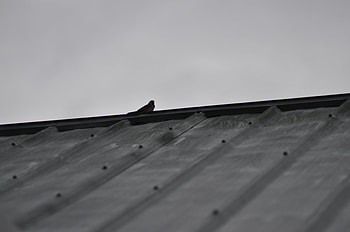 Animals, Bird, Sparrow, Bw, Chb, Roof HD wallpaper