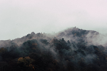 Nature, Trees, Vertex, Top, Fog HD wallpaper