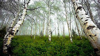 Birch forest , Nature's serenity, Artistic beauty, Tranquil backdrop HD wallpaper