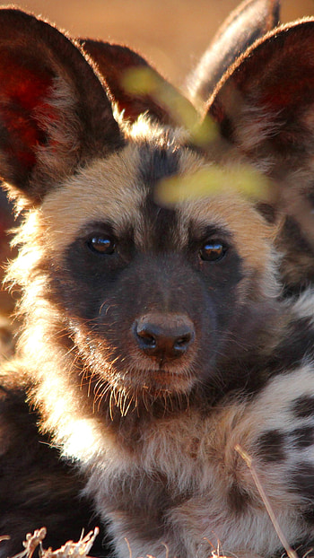 Wild dog, Wild Animals HD phone wallpaper