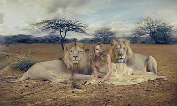 The Pride, Feminine, Lions, browns, model, , Africa, woman HD wallpaper