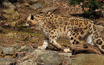 Animals, Snow Leopard, Predator, Big Cat, Stroll HD wallpaper