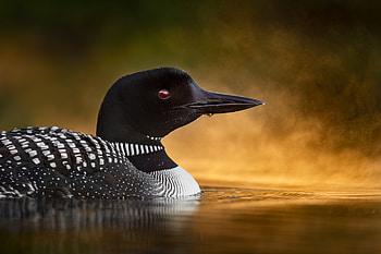Common loons, New Hampshire trip, Ray Hennessy, Wildlife HD wallpaper