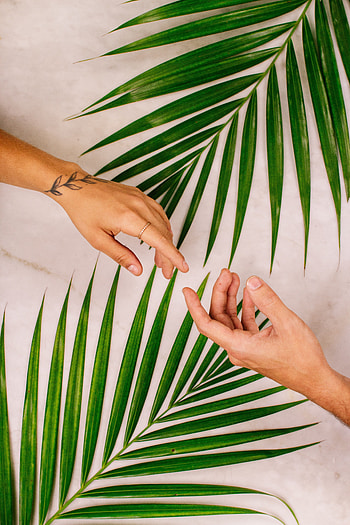 Leaves, Love, Palm, Hands, Touching, Touch HD phone wallpaper