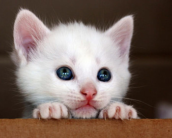 cute kitten, kitten, white, blue eyes, cute, nature, pet HD wallpaper