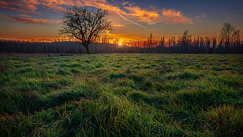 Field, grass, nature, sunset HD wallpaper