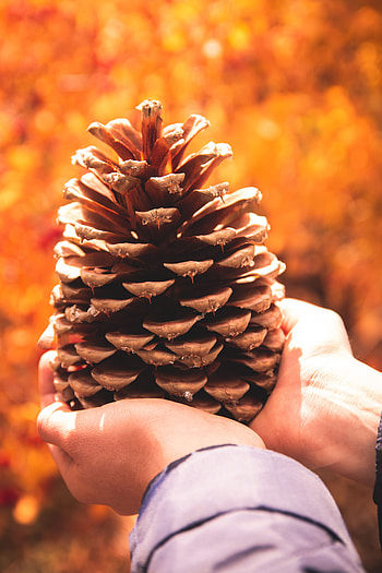 Coniferous, Miscellanea, Miscellaneous, Brown, Hands, Dry, Cone, Bump HD phone wallpaper