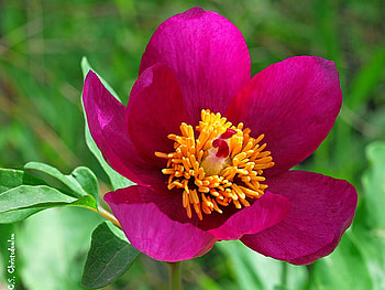 Beautiful Flower, cool, beautiful, , flower HD wallpaper
