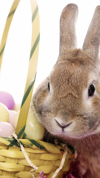 Easter, Rabbit HD phone wallpaper