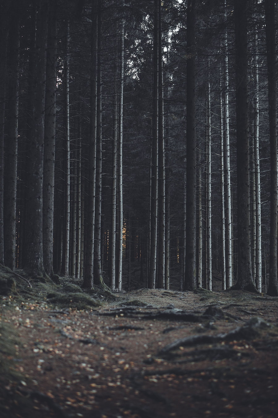 Nature, Trees, Dark, Forest, Trunks HD phone wallpaper