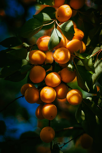 Fruits, Food, Branch, Apricots HD phone wallpaper