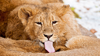 Animals, Lion, Care, Language, Tongue, Lick, Lion Cub HD wallpaper