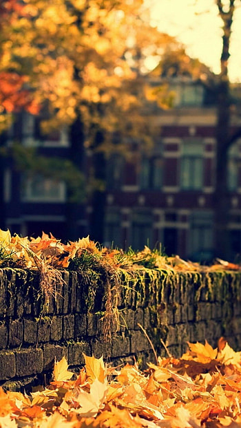 Artistic autumn , Nature's beauty, Creative scenes, Captivating colors HD phone wallpaper