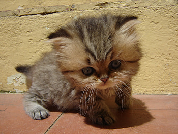 Animals, Fluffy, Kitty, Kitten, Muzzle, Sight, Opinion, Kid, Tot HD wallpaper