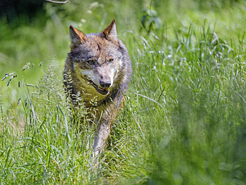 Animals, Grass, Predator, Wolf, Animal HD wallpaper