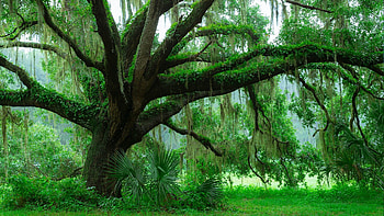 Lush rainforest , Florida's oak trees, Nature's marvel, Mossy surroundings HD wallpaper