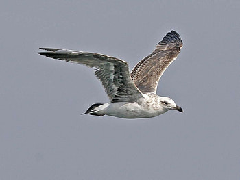 Flying Bird, cool, flying, bird HD wallpaper