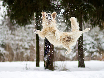 jump dog, dog, jump, snow, tree HD wallpaper