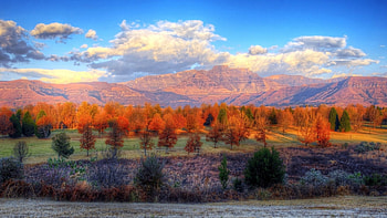 orange trees r, trees, autumn, sky, r, mountains, orange HD wallpaper