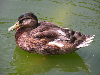 Duck, water, golden gate park, pond HD wallpaper