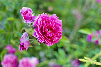 ROSE BEAUTY, rose, leaves, buds, petals, nature HD wallpaper