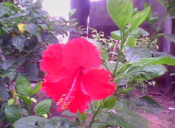 flower like bell, flower, green, red, beautiful, leafs, capture by me HD wallpaper