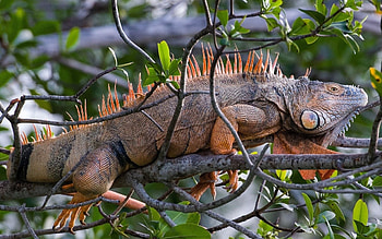 Iguana iguana, Animals and pets, Reptilian beauty, Animal kingdom HD wallpaper