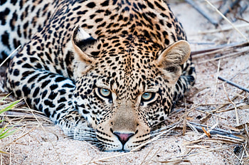 *** Leopard ***, zwierzeta, dzikie, koty, pantera HD wallpaper