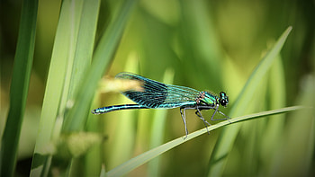Banded demoiselle, Dragonflies HD wallpaper