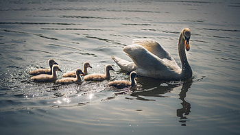 Swan elegance, Majestic creature, Graceful beauty, Natural habitat HD wallpaper