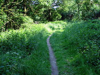 Path, trees, fields, forests, nature HD wallpaper