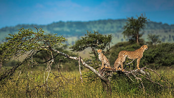 Serengeti National Park, Tanzanian , African wildlife, Natural wonder HD wallpaper