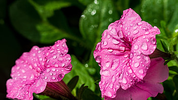 Petunias, Leaves, Pink, Drops, Flowers, Macro HD wallpaper