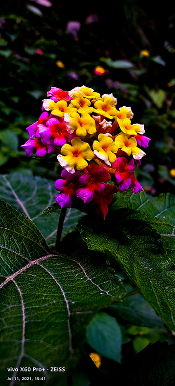 Flower, herbaceous plant, vivo HD phone wallpaper