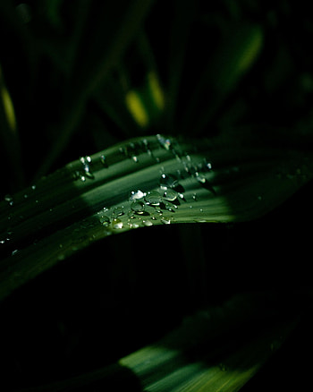 Leaves, Drops, Macro, Dark, Shine, Light HD phone wallpaper