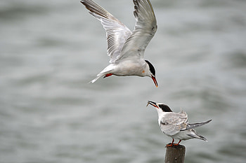 Animals, Bird, Gull, Seagull, Mining HD wallpaper
