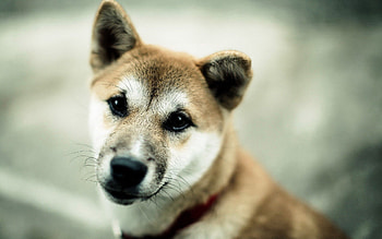Animals, Background, Dog, Muzzle, Blurred, Greased HD wallpaper