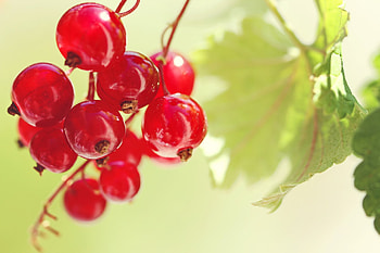 Currants , Stunning background, Visual delight, Rich hues HD wallpaper