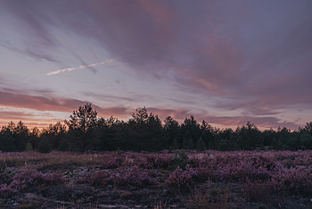 Landscape, Nature, Trees, Twilight, Bush, Dusk, Evening HD wallpaper