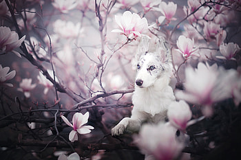 Australian Shepherd, dog, white, pink, flower, magnolia, spring, caine HD wallpaper