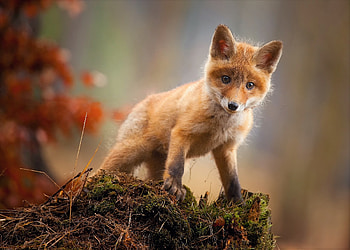 Fox Cub Baby Animal Cute , fox, animals HD wallpaper