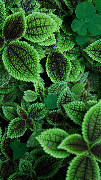 The Friendship Plant, Go Green HD phone wallpaper