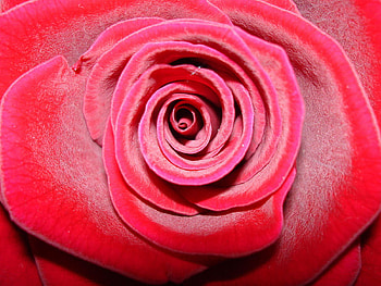 Rose, flower, red, nature, romantic HD wallpaper