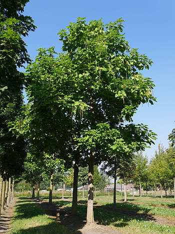 Catalpa bignonioides, Gemeiner trompetenbaum, Amerikanischer trompetenbaum, Van den Berk Baumschulen HD phone wallpaper