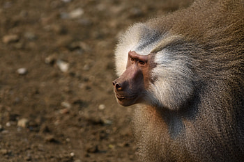 Baboons in Zimbabwe, Radio station interruption, Wildlife encounter, African wildlife HD wallpaper