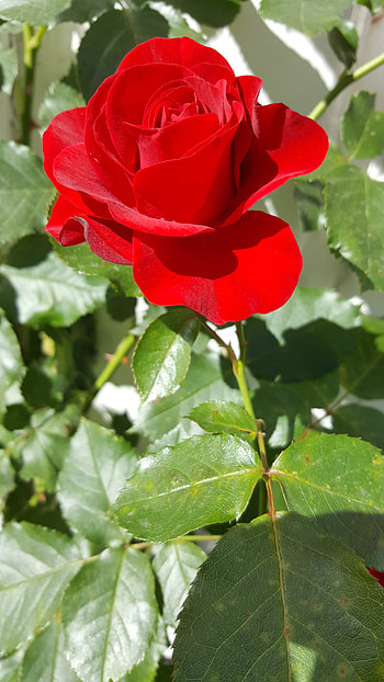 Red rose, flawors, beauty HD phone wallpaper